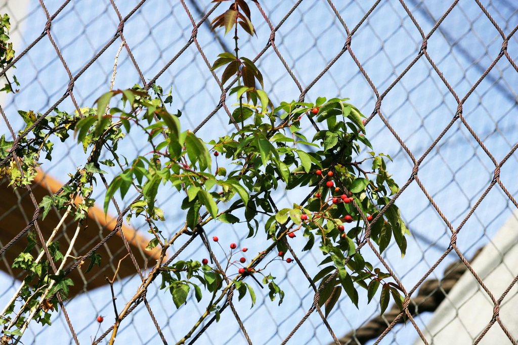 Application and Advantages Analysis of Stainless Steel Rope Net in Zoo Protective Nets